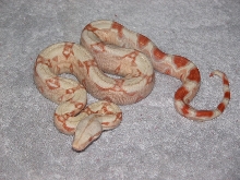 05 Albino Boa (female)