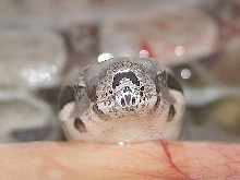 Baby Albinos