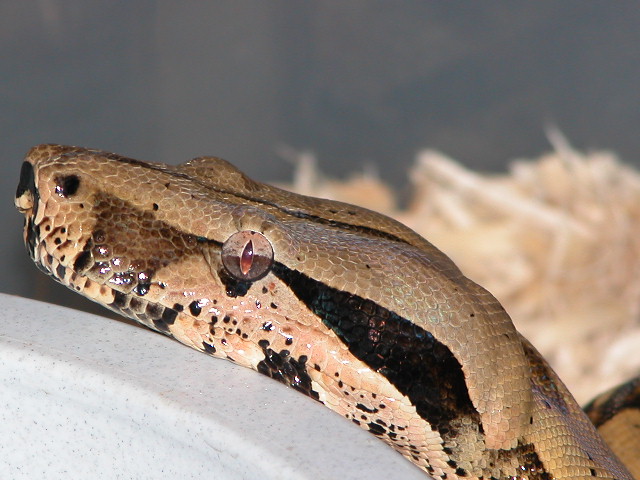Peruvian Head Shot