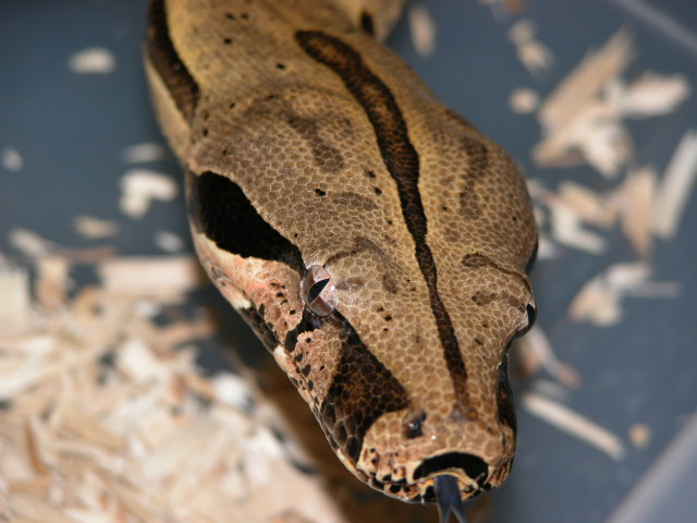Peruvian Head Shot
