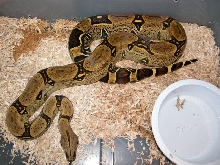 Peuvian Female