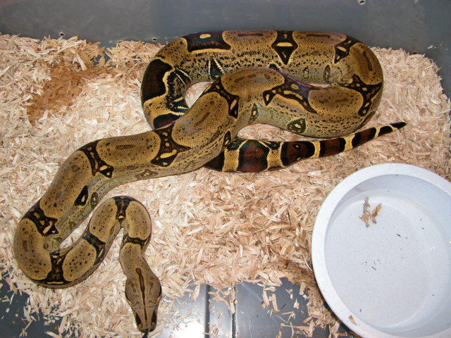 Peuvian Female