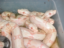 06 Albinos