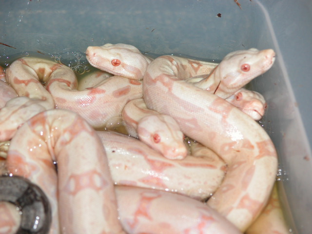 06 Albinos