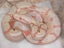 Fineline Albino 06