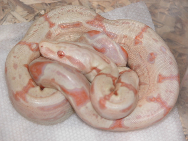Fineline Albino 06