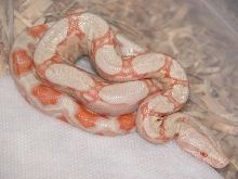 Albino Boa 06