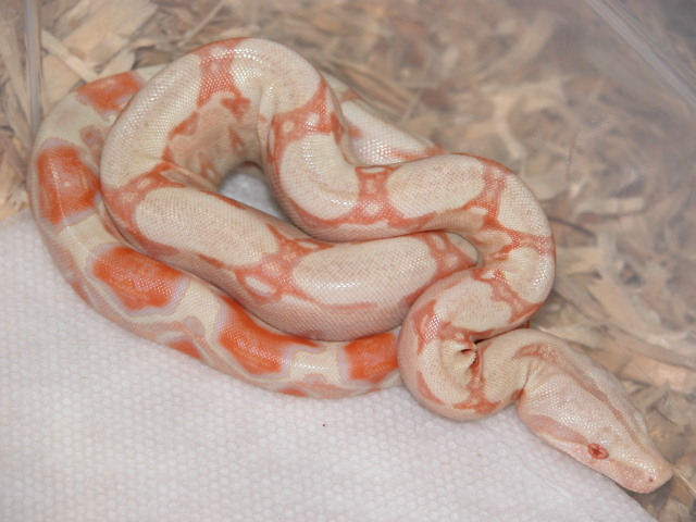Albino Boa 06