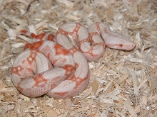 06 First Shed