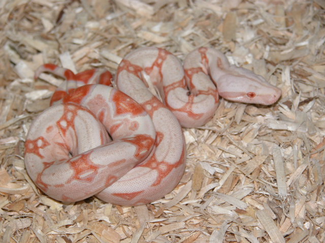 06 First Shed