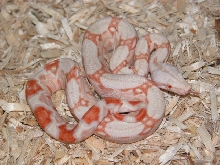 06 First Shed