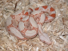06 First Shed