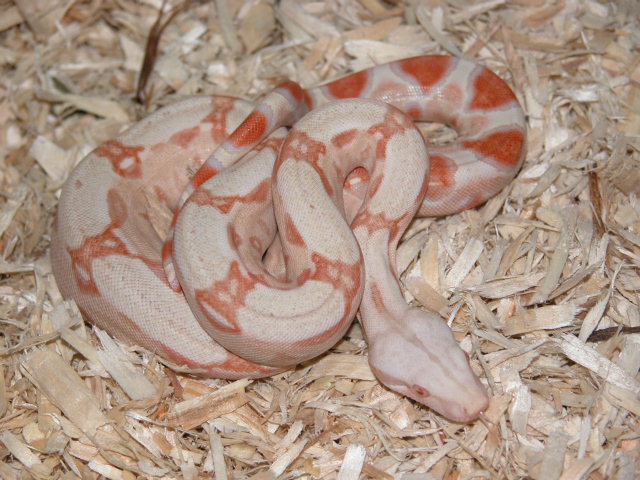 06 First Shed