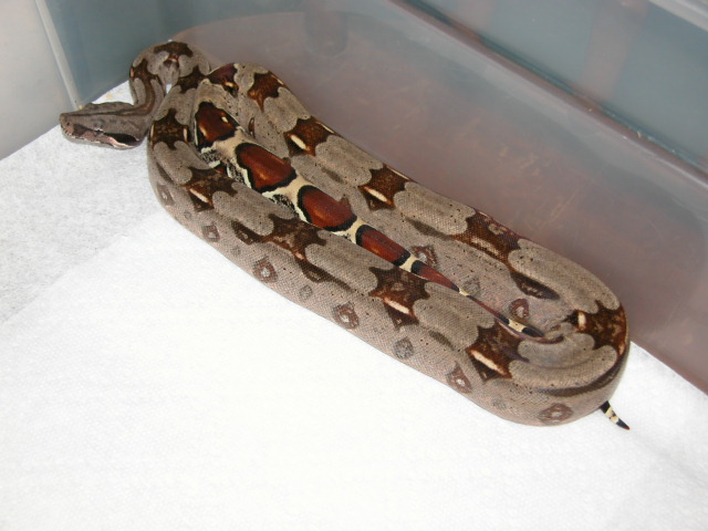 06 GUYANA HETS