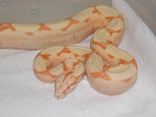 06 SUNGLOW CORAL