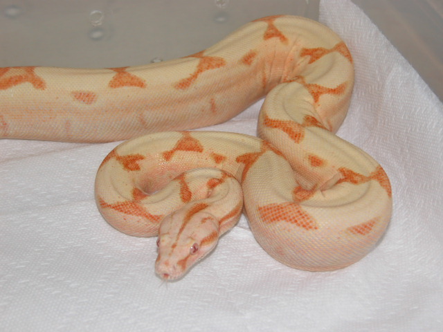 06 SUNGLOW CORAL