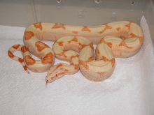 06 SUNGLOW CORAL