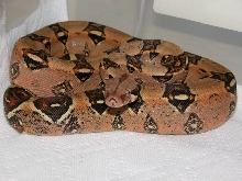 Red Het Albino