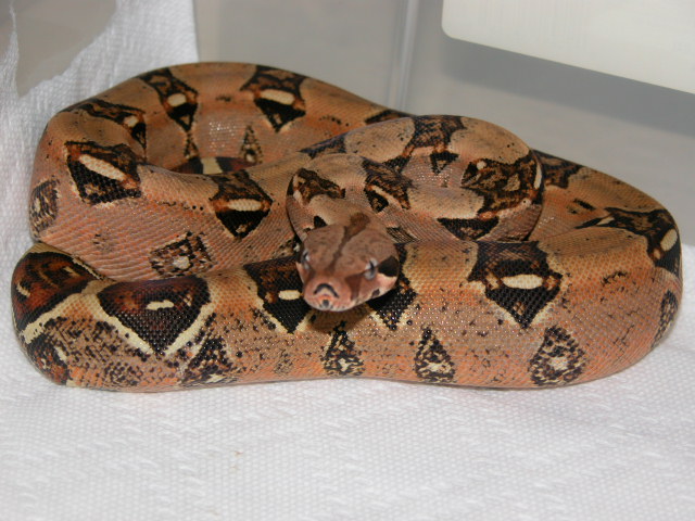 Red Het Albino