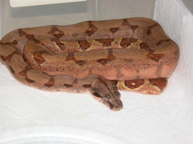 Hypo Possible Het TYPE II