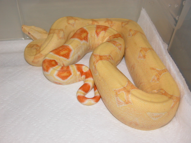 05 ALBINO HIGH CONTRAST