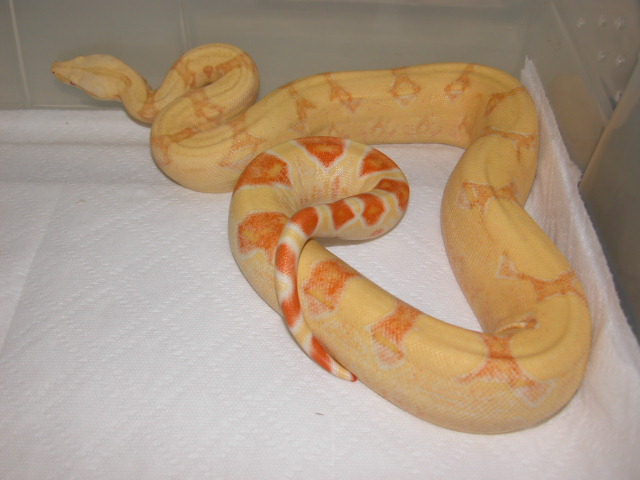 05 ALBINO HIGH CONTRAST