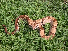 Jungle Het Albino