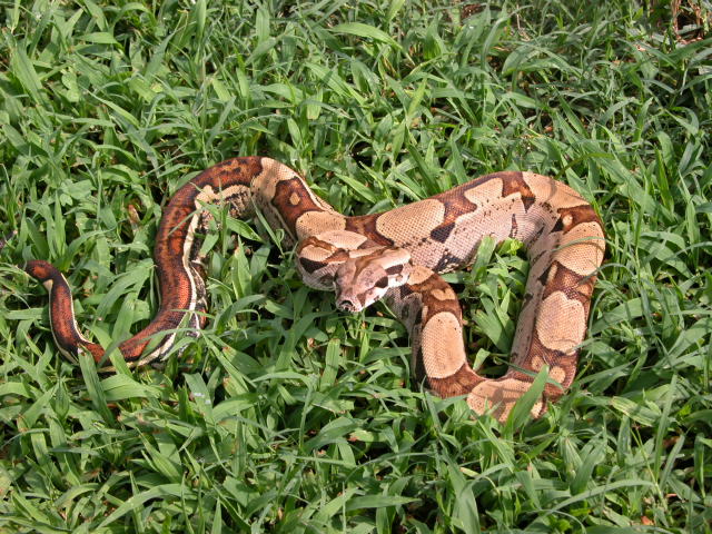Jungle Het Albino