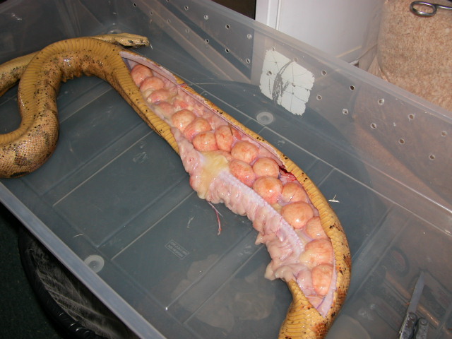 Dead Gravid Female