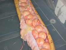 Dead Gravid Female