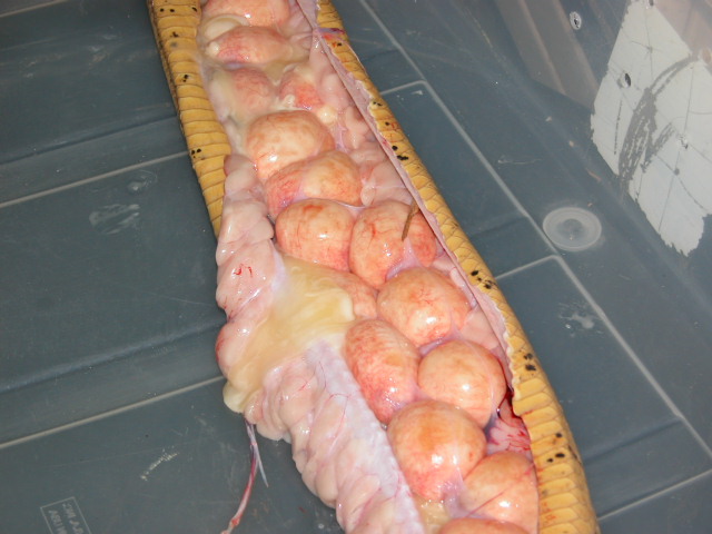 Dead Gravid Female