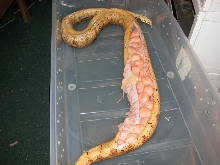 Dead Gravid Female