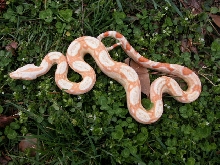 Sharp Strain Albino Boa