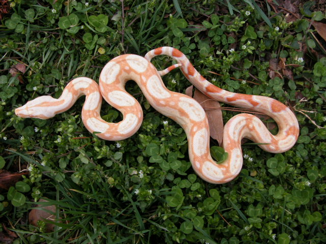 Sharp Strain Albino Boa