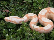 Sharp Strain Albino Boa