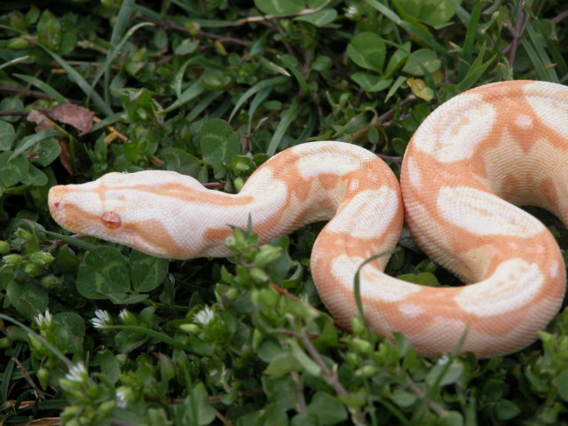 Sharp Strain Albino Boa
