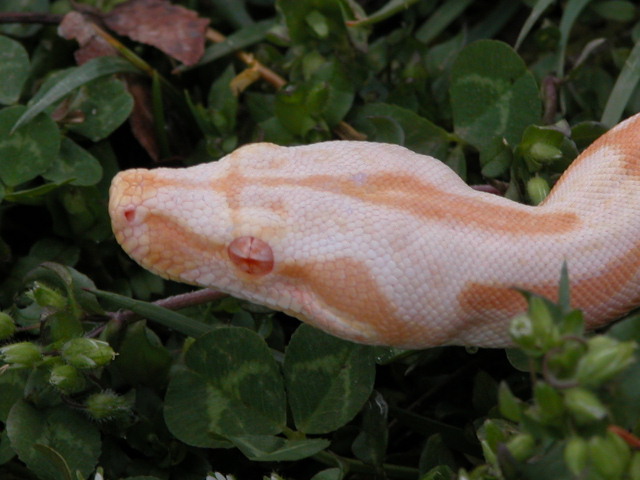 Sharp Strain Albino Boa