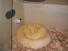 01 Gravid Female