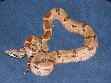 03 DH Sunglow Female