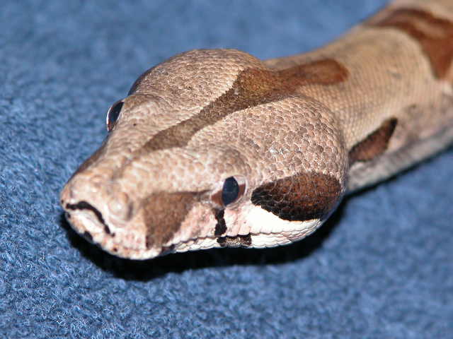 Head Shot DH Sunglow Female