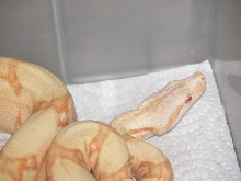 Head Shot - Striped Albino Male