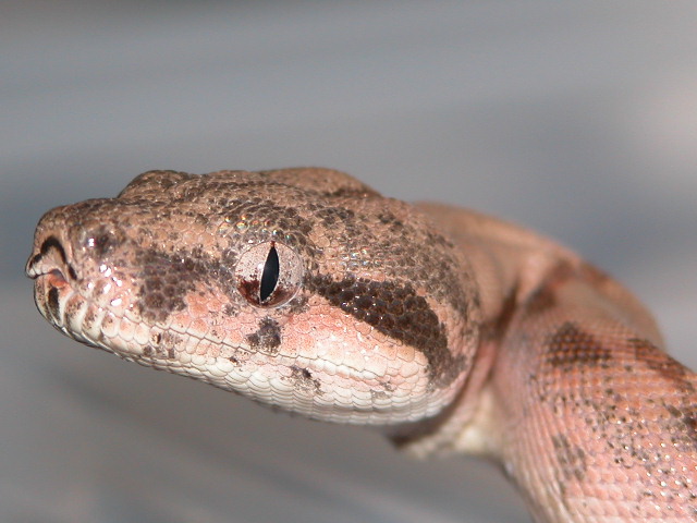 Hypo Head Shot