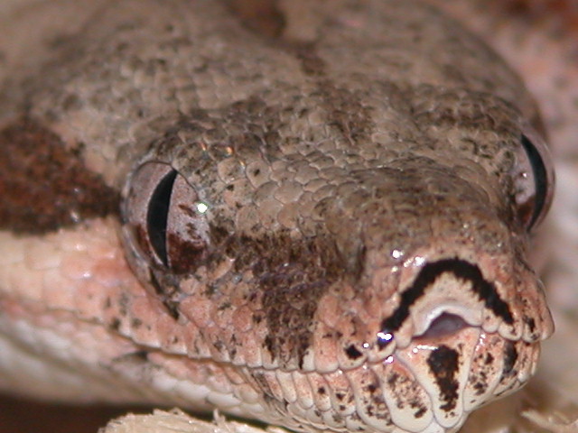 HYPO CLOSEUP