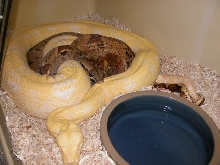SUNGLOW PAIR