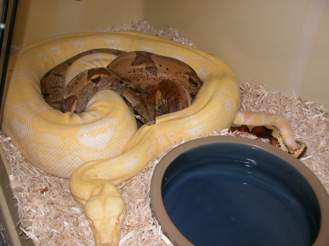 SUNGLOW PAIR