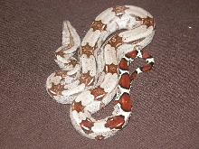 Guyanan Boa Het. Albino