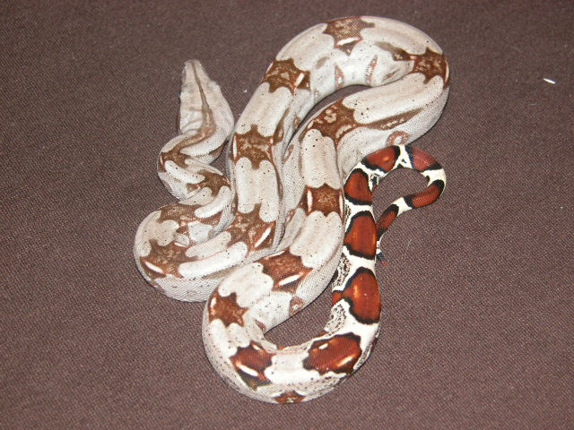 Guyanan Boa Het. Albino