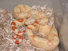 ALBINO FEMALE 05