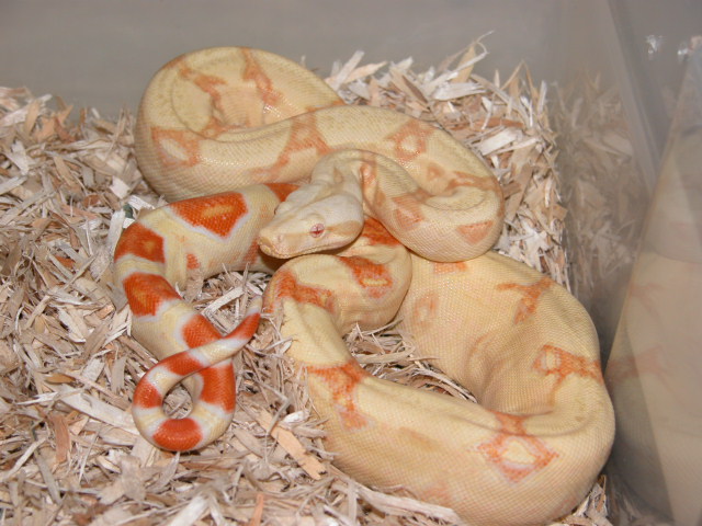 ALBINO FEMALE 05