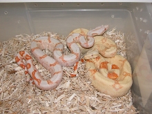 SUNGLOW & ALBINO